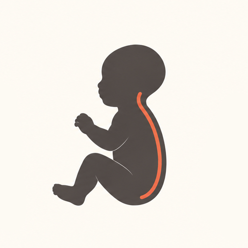 Ilustración del desarrollo del control cervical del bebé